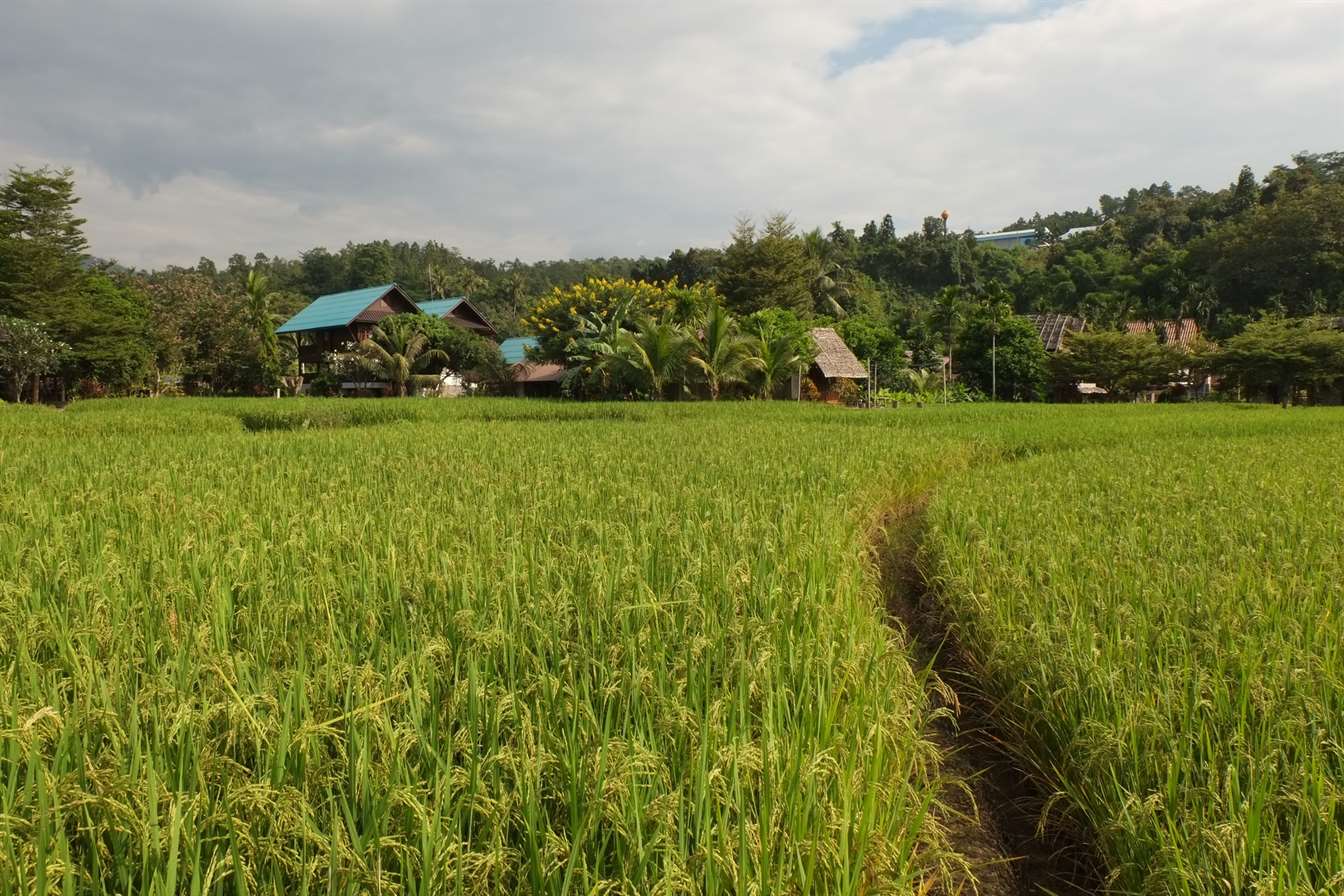 a farm in Mae Hong son