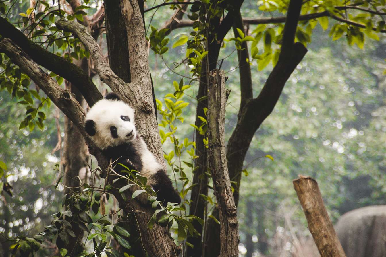 panda hanging on a tree