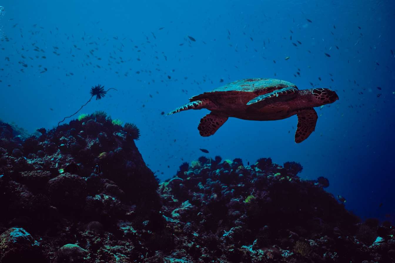 turtle under sea