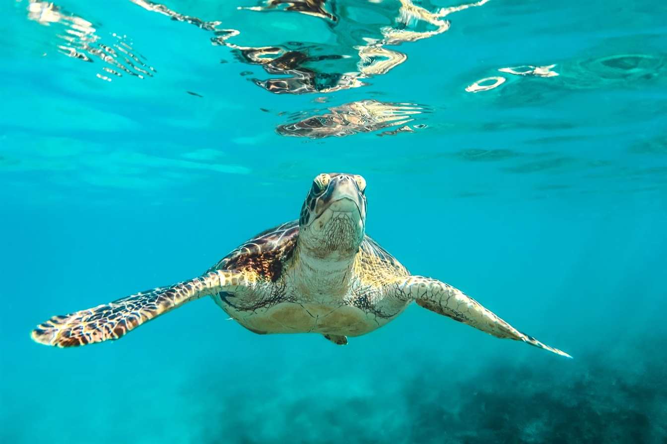 pacific