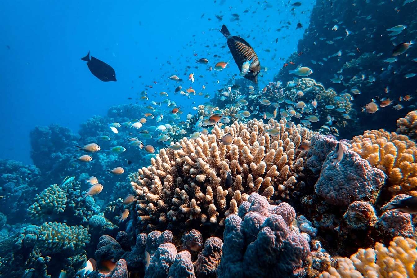 red sea
